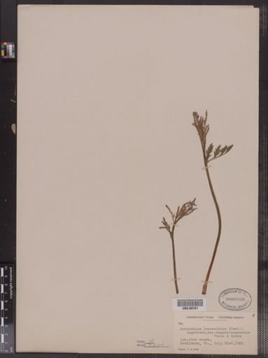Botrychium lanceolatum