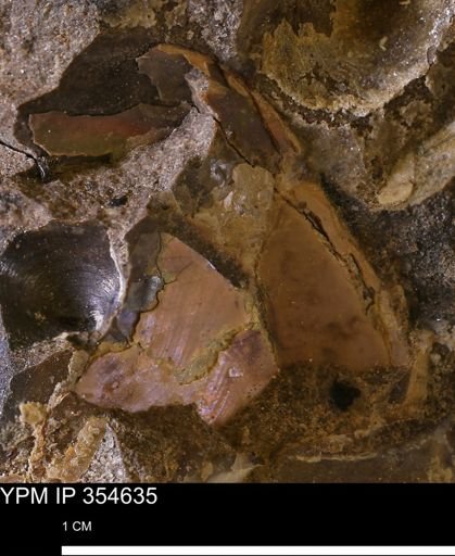 undet. Ammonoidea
