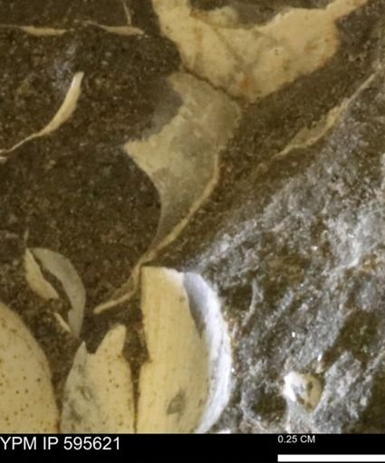 Protocardia sp.