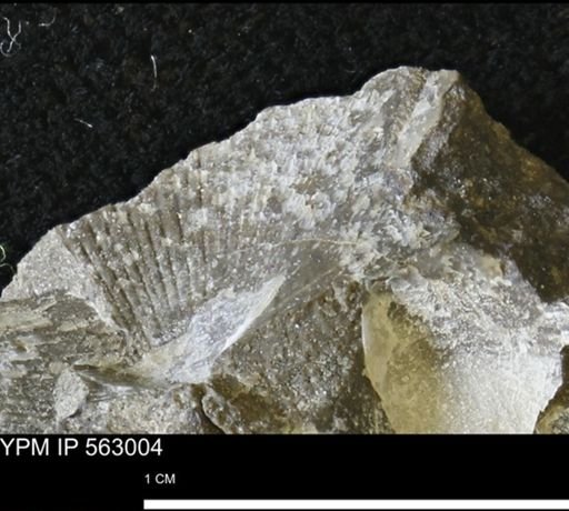 Oxytoma (Hypoxytoma) sp.