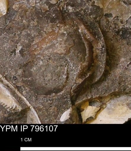 undet. Bivalvia