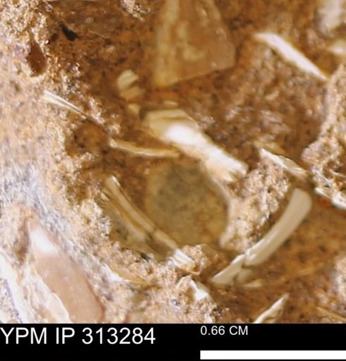 Corbicula