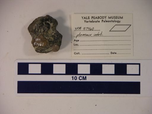 Pterodactylidae