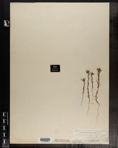 Plantae