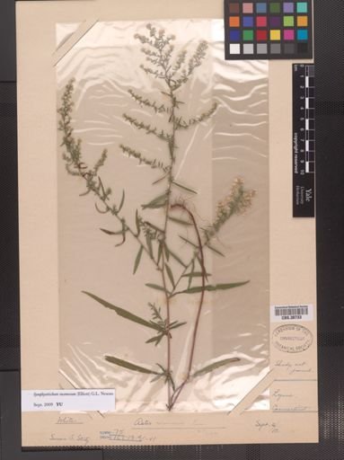 Symphyotrichum racemosum