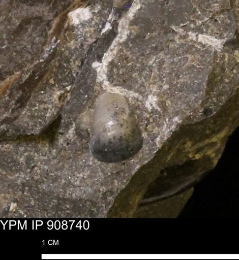 undet. Mollusca
