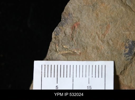 undet. Arthropoda