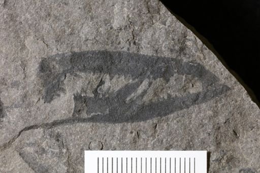 Acutiramus sp.