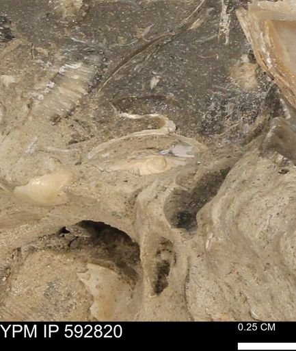 undet. Bivalvia