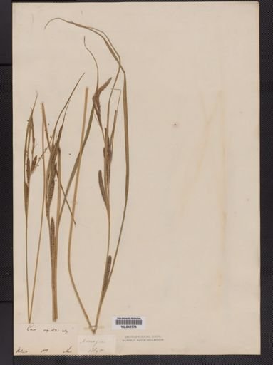 Carex aquatilis