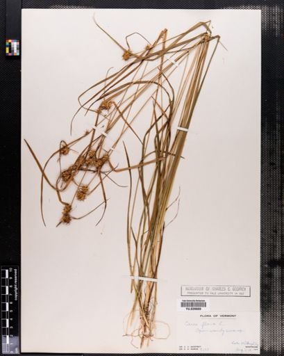 Carex flava