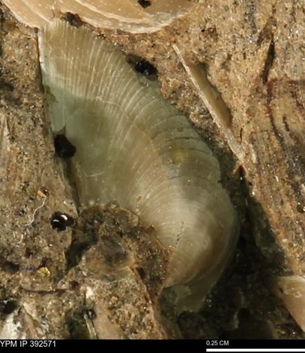 Limopsis?