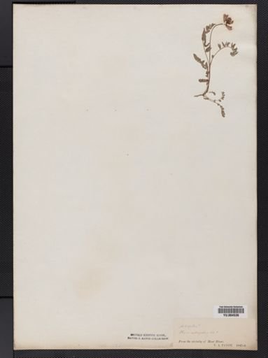 Astragalus