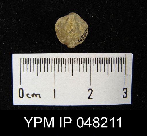 Parmorthis brownsportensis