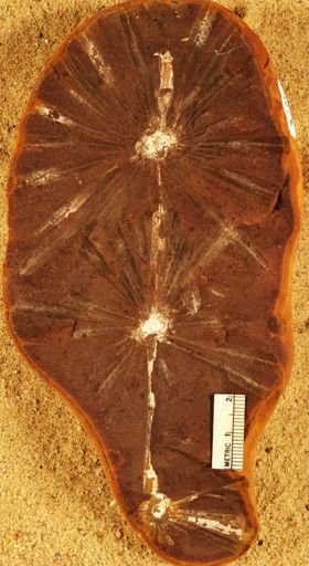 Annularia stellata