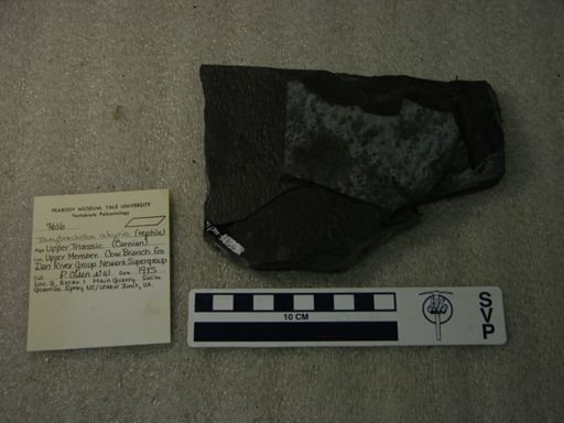 Tanytrachelos ahynis