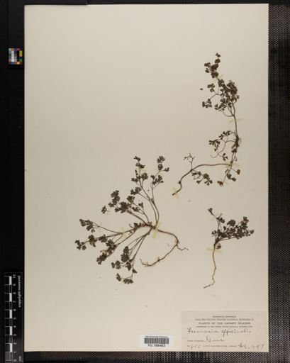 Plantae