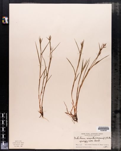 Dulichium