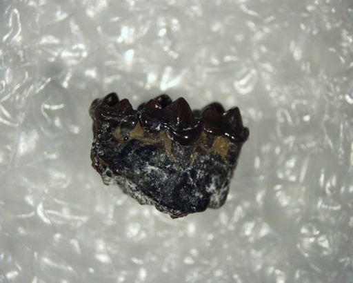 Bisonalveus browni