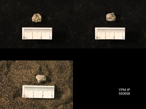 Marginifera wabashensis