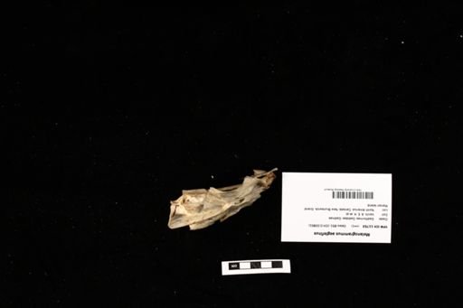 Melanogrammus aeglefinus