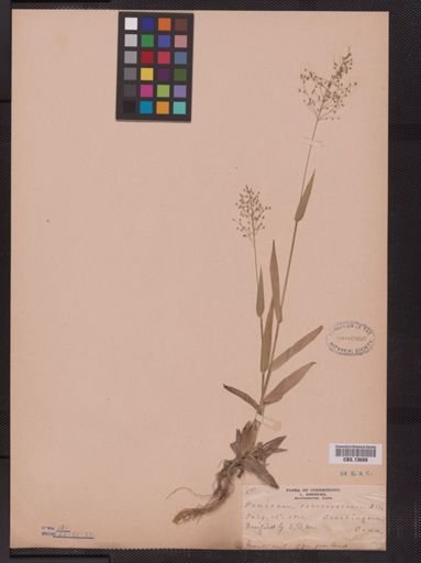 Panicum sphaerocarpon