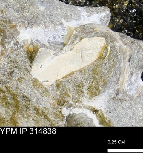 undet. Mollusca