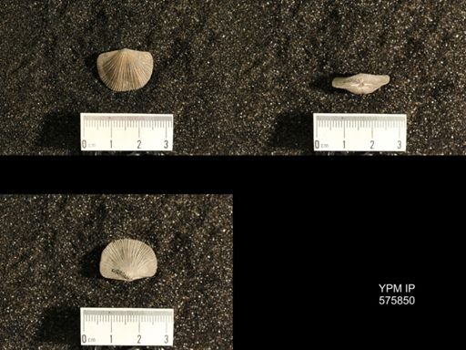 Dinorthis subquadrata
