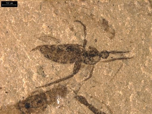 undet. Hemiptera