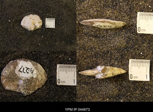 Sphenodiscus lenticularis