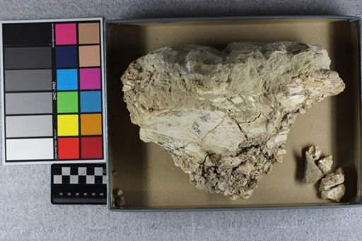Brontotheriidae