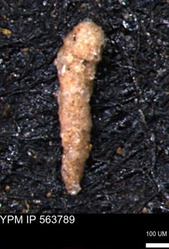 Verneuilinoides hectori