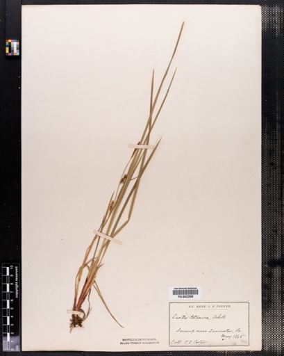 Carex tetanica