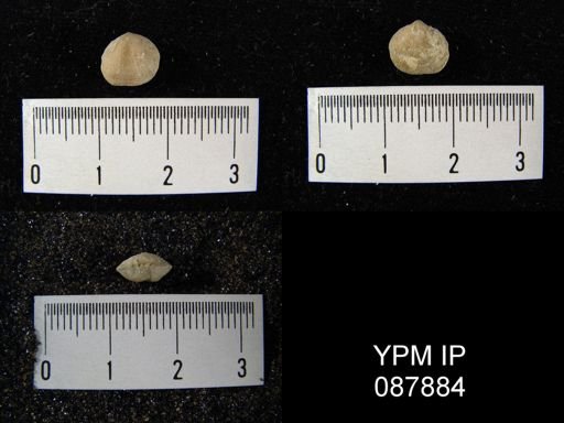 Rhipidomella emarginata