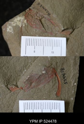 undet. Cornuta