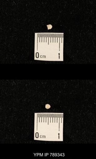 undet. Bryozoa