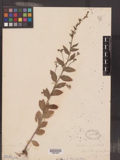 Lobelia inflata