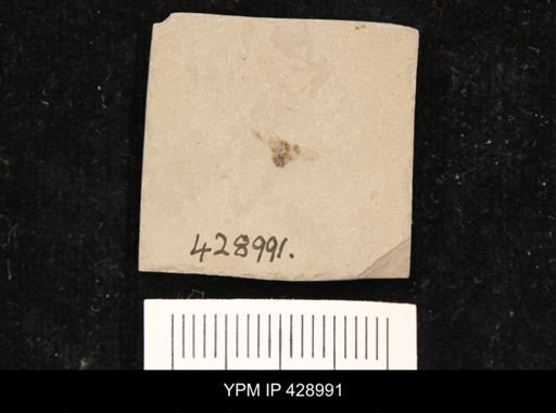 undet. Coleoptera
