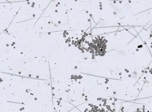 Geodia sp.