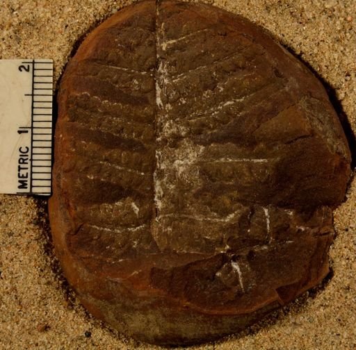 Pecopteris