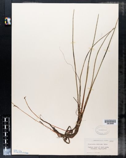 Eleocharis robbinsii