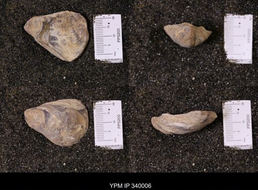 Ostrea soleniscus