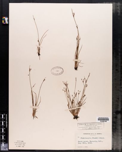 Fimbristylis autumnalis