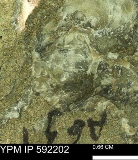 Ostrea translucida?