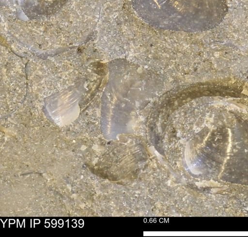 undet. Bryozoa
