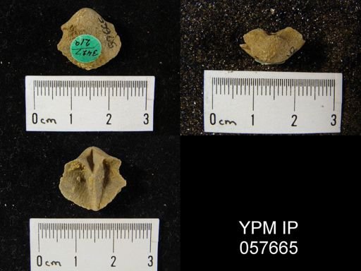 Gypidula multicostata