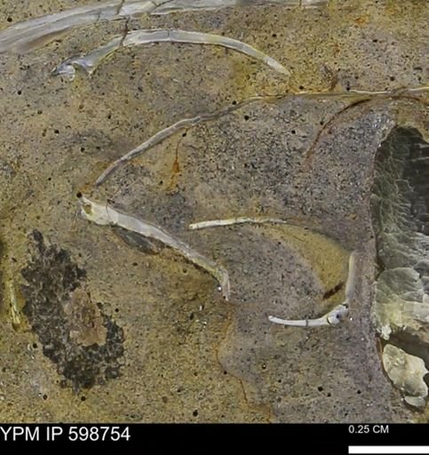 undet. Bivalvia