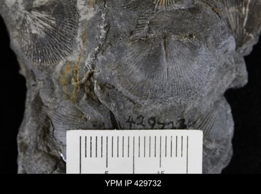 Devonochonetes coronatus