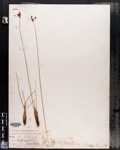 Fimbristylis castanea
