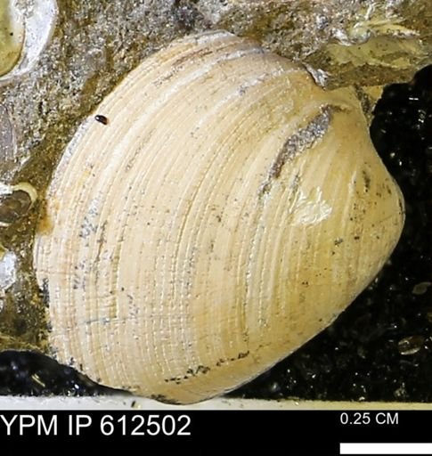 Limopsis striatopunctatus